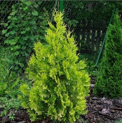 Thuja occidentalis Yellow Ribbon / Туя західна Єллоу Ріббон