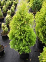 Thuja occidentalis Yellow Ribbon