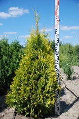 Thuja occidentalis Yellow Ribbon в розсаднику Проксіма