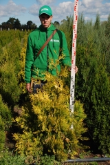 Thuja occidentalis Yellow Ribbon Проксіма