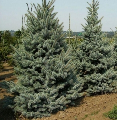 Picea pungens Omega