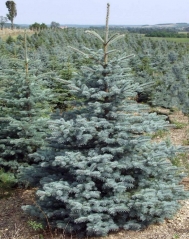 Picea pungens Schovenhorst