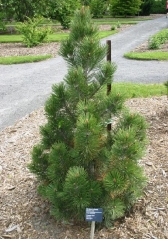 Pinus heldreichii/leucodermis Compact Gem