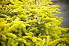 Picea abies Vermont Gold