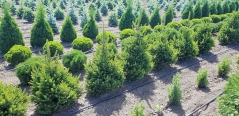 Picea abies Will’s Zwerg