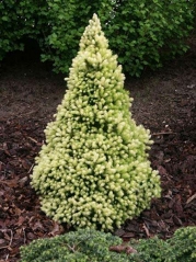 Picea glauca Daisy's White