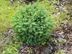 Picea omorika Karel