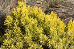 Pinus mugo Carstens Wintergold