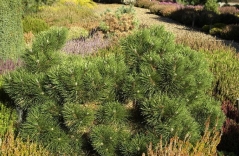 Pinus nigra Nana