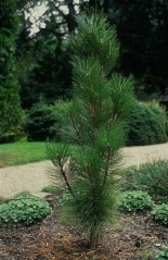 Pinus nigra Fastigiata