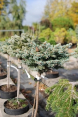 Picea pungens Tokarz