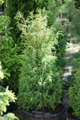 Juniperus communis Suecica 90-110 см