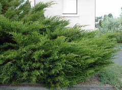 Juniperus media / pfitzeriana Pfitzeriana