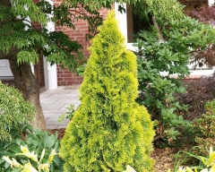 Thuja occidentalis Golden Smaragd