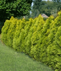 Thuja Golden Smaragd