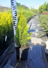 Thuja Golden Smaragd