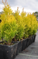 Thuja occidentalis Janed Gold