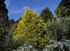 Туя складчаста Зебріна <br> Туя складчатая Зебрина <br> Thuja plicata Zebrina