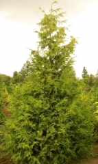 Thuja plicata Zebrina