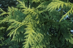 Thuja gigantea Zebrina