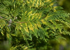 Thuja plicata Aureovariegata