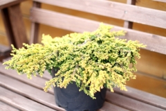 Juniperus Goldschatz