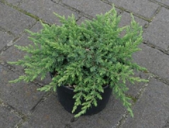 Juniperus Green Mantle