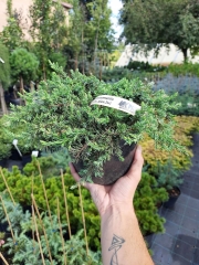 Juniperus communis Greenmantle