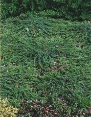 Juniperus communis Greenmantle