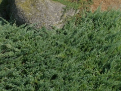 Juniperus communis Green Mantle