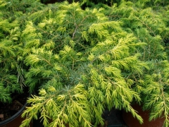 Ялівець звичайний Депресса Ауреа / Juniperus communis Depressa Aurea