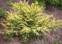 Juniperus communis Depressa Aurea