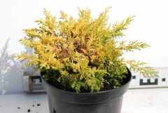 Можжевельник Plumosa Aurea 3 года