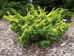 Juniperus chinensis Plumosa Aurea