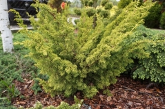 Juniperus Plumosa