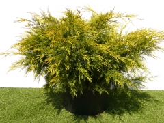 Juniperus pfitzeriana Plumosa Aurea