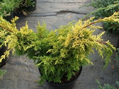 Juniperus japonica Aurea