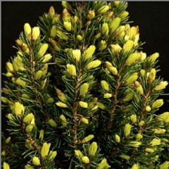 Picea glauca Conica Maigold