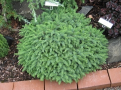 Picea Nana