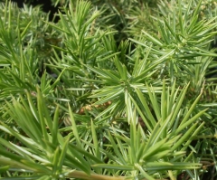 Juniperus Emerald Sea