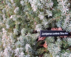 Ялівець береговий Сільвер Міст / Juniperus conferta Silver Mist