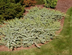 Juniperus conferta Silver Mist