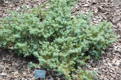 Juniperus Silver Mist