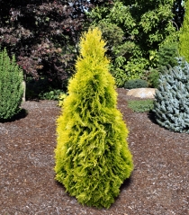 Туя західна Янтар ® <br> Туя западная Янтарь ® <br> Thuja occidentalis Jantar ®