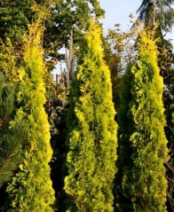 Thuja occidentalis Jantar