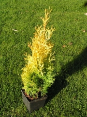 Thuja occidentalis Jantar