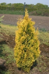 Thuja Jantar