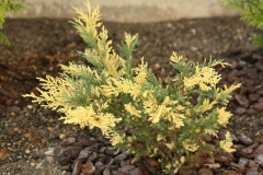 Juniperus рfitzeriana Blue and Gold