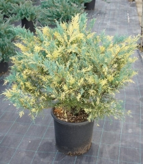 Juniperus Blue and Gold