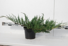 Juniperus horizontalis Variegata 4 года